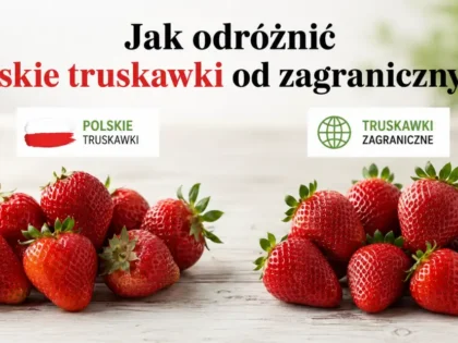 Jak odróżnić polskie truskawki od zagranicznych?